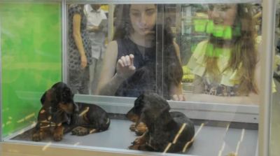 Собаки в зоомагазине. Архивное фото РИА Новости / Григорий Сысоев.