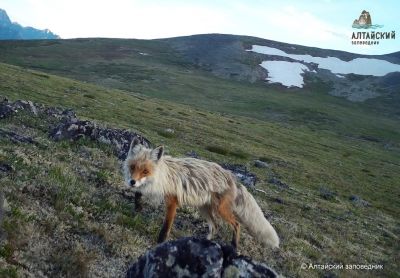В Алтайском заповеднике завершены полевые работы: получено 50 тысяч новых снимков животных - новости экологии на ECOportal