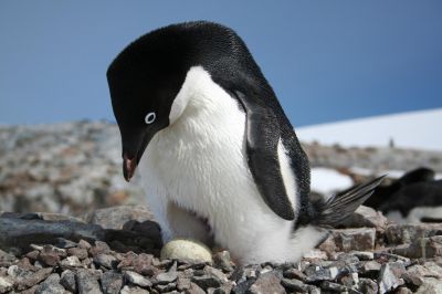 Пингвины Адели - это небольшие нелетающие птицы около 70 см в высоту и весом примерно 4-6 кг. Фото: Heather Lynch.