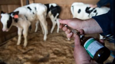 Ветеринарный врач проводит вакцинацию телят. Архивное фото РИА Новости / Александр Кряжев.