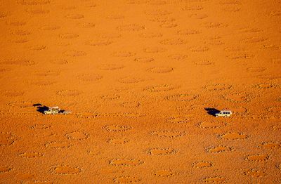 Исследователи из Геттингенского университета раскрыли загадку, понаблюдав за местной флорой во время двух хороших сезонов дождей в пустыне Намиб.