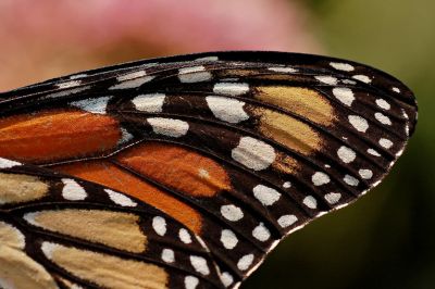 Крыло бабочки-монарха Danaus plexippus. Фото: wikimedia.