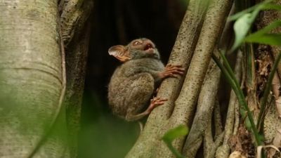 Долгопят-привидение (Tarsius tarsier).