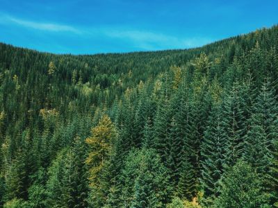 Функционал сервиса позволит автоматически проверять все заполненные данные на соответствие требованиям лесного законодательства.