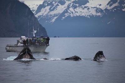 Всеядные киты ежедневно съедают свыше 500 тыс. частиц мусора вместе с зоопланктоном и мелкой рыбой. Фото: pxhere.com.