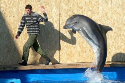 Дельфины, более 10 лет прожившие в неволе, погибнут в дикой природе без помощи человека, уверяют эксперты. Фото: Валерий Шарифулин/ТАСС.