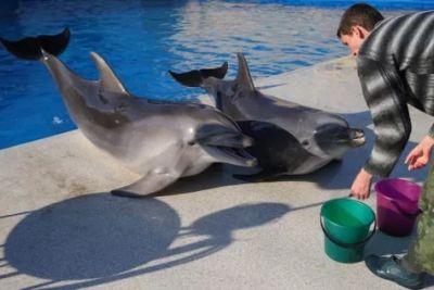 Сейчас квоты на вылов дельфинов в культурно-просветительских целях не выдают.Фото: Валерий Шарифулин / ТАСС.