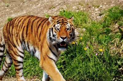 Как часто такие происходят нападении тигров на арене или в вольере?