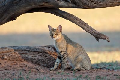 Африканская дикая кошка в пустыне Калахари, ЮАР. Фото: NSP-RF / Alamy.
