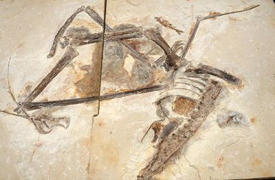Длиннокрылые монстры летали над морями около 75 млн лет назад. Фото: East News.