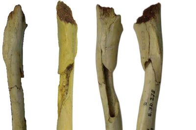 Таинственная плечевая кость была обнаружена в 1985 году в испанской пещере.