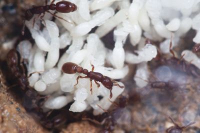 Взрослые муравьи-рейдеры (Ooceraea biroi) ухаживают за куколками. И, как выяснилось, не безвозмездно. Фото: quantamagazine.org.