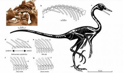 Новый динозавр, судя по анатомии, плавал как пингвин, но при этом жил далеко от моря. Иллюстрация: Communications Biology.