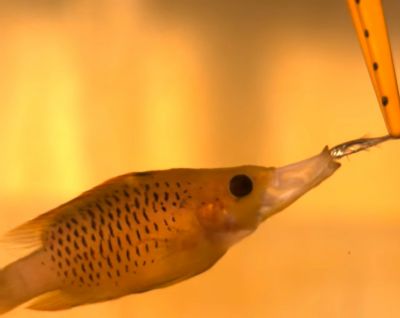 Большеротый губан (Epibulus insidiator) готовится проглотить мелкую рыбешку, практически не сходя с места.
