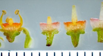 Цветки каузониса японского (Causonis (Cayratia) japonica). Слева направо: цветки на мужской, бесполой, женской стадии и после окончания женской стадии. Фото: Hirokazu Tsukaya et al. / Scientific Reports, 2022.