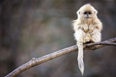 Фото: Anees Hussain / Shutterstock.com.