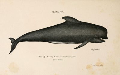 Обыкновенная гринда (Globicephala melas). Иллюстрация: A book of whales London / Wikimedia Commons.