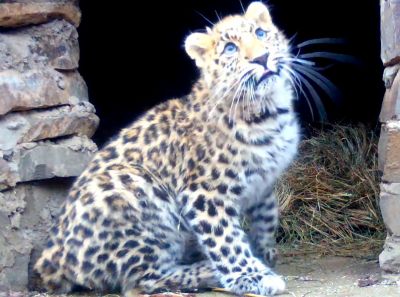 Спасенный котенок леопарда в заповеднике «Земля леопарда». Фото: leopard-land.ru.