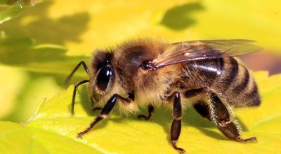 Медоносная пчела (Apis melifera). Фото: Wikimedia Commons.