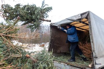 Деревья, собранные на городских пунктах акции, перевозят на площадки в парках, где стоят дробильные установки. Фото: Денис Гришкин / АГН "Москва".