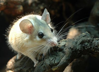Иглистые мыши — обычные обитатели израильских пустынь. Фото: pxhere.com.