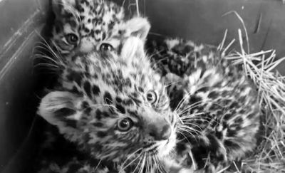 Дальневосточный леопард – самая редкая в мире крупная кошка и одно из самых редких животных на планете.