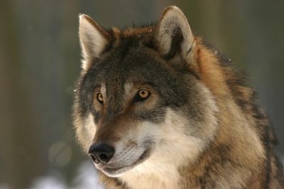 На территории Мурманской области участились случаи выхода волков к населенным пунктам.