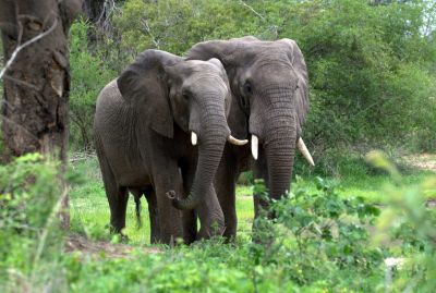 Лесные слоны меньше известны, чем их сородичи из саванны. Фото: rainforesttrust.org.