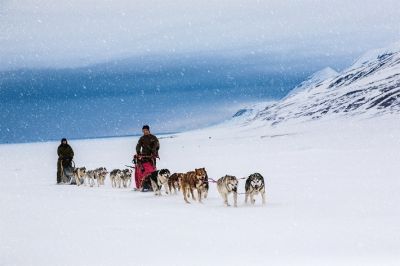 Собаки продолжают преданно служить человеку в суровых природных климатических условиях. Фото: Avatar_023 / Shutterstock.com.