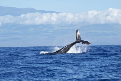 Китообразные — отряд водных млекопитающих, к которому относятся киты, дельфины и морские свиньи.