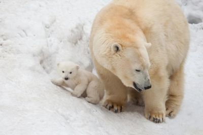 Медленное размножение и большая смертность молодняка делают этого зверя легко уязвимым. Фото: Zhiltsov Alexandr / Shutterstock.com.