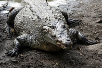 Острорылый крокодил. Фото: Wikimedia Commons.