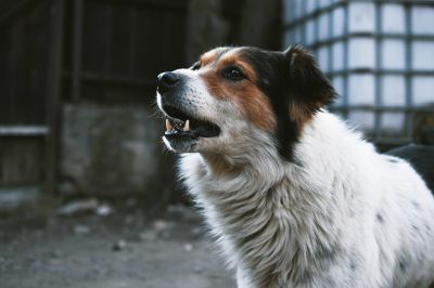 Фото: Freepik. Кинолог Орехова посоветовала обходить бездомную собаку «по дуге», чтобы избежать ее агрессии.