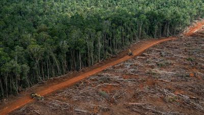 С каждым годом расчищаются все новые участки леса, и политика только способствует этому процессу. Иллюстрация: Greenpeace.