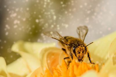 В России пять подвидов медоносных пчел.
