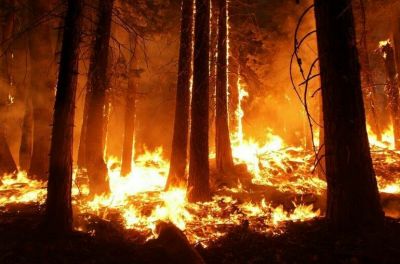 Законопроект направлен на повышение оперативности тушения возникающих очагов возгорания и снижения площади лесных пожаров.