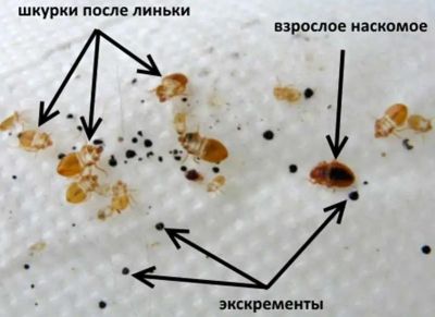 Следы жизнедеятельности клопов.