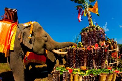 Слоновьи лакомства заготовлены в невероятных, просто «слоновьих», количествах. Фото: puwanai/Shutterstock.com.