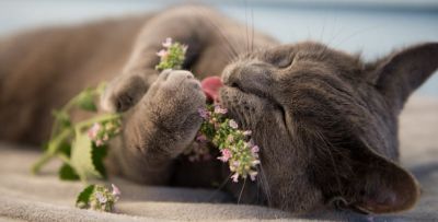 Реакция кошек на кошачью мяту и актинидию полигамную длится от 5 до 15 минут, за которыми следует период в один или несколько часов, когда животные перестают реагировать на эти растения.
