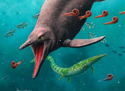 Реконструкция внешнего вида древнейшего ихтиозавра, жившего 250 млн лет назад в районе Шпицбергена. Иллюстрация: Esther van Hulsen/phys.org.