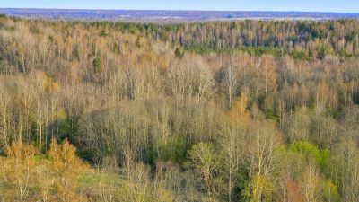 Установление границ лесничеств позволит устранить противоречия сведений Государственного лесного реестра и Единого государственного реестра недвижимости.