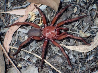Самец паука Euoplos dignitas. Фото: Queensland Museum.