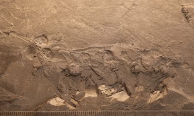 Фото: Courtesy of the Nanjing Institute of Geology and Palaeontology.