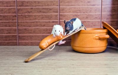 Всемирный день крысы – ещё один повод побаловать своих любимцев. Фото: Igor Normann, по лицензии Shutterstock.com.