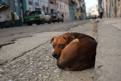 Бездомная собака. Фото: istockphoto.com.