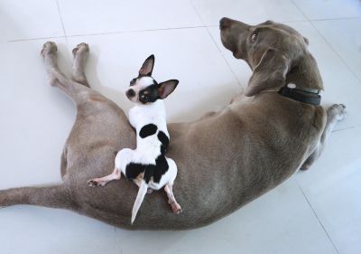 Собаки разных пород разительно отличаются по размеру. Иллюстрация: Pixabay.