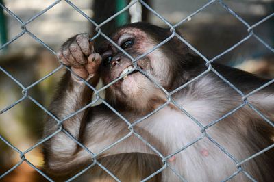 Сегодня уже по всему миру активно развивается движение против экспериментов и опытов над лабораторными животными. Иллюстрация: istockphoto.com.