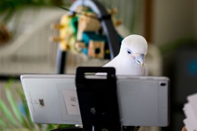 Птицы сами выбирали, кому позвонить, и результаты удивили ученых. Фото: Matthew Modoono/Northeastern University.