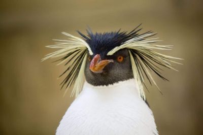 Портрет северного хохлатого пингвина / ©Nicola Geneletti / iStockphoto / Getty.