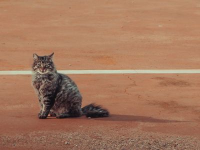 Общаясь с незнакомой кошкой, старайтесь не беспокоить её своим голосом — если, конечно, вы рассчитываете на её взаимность. Фото: Mateusz Klein / Unsplash.com.